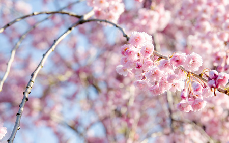 Pink Cherrys Blossoms in April 15, at Kawaguchigo Lake, Japanの写真素材