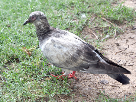 Dove walking in the morning gardenの写真素材