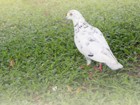 Dove walking in the morning gardenの写真素材