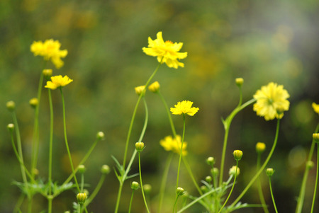 Yellow Morning Star Flowerの写真素材