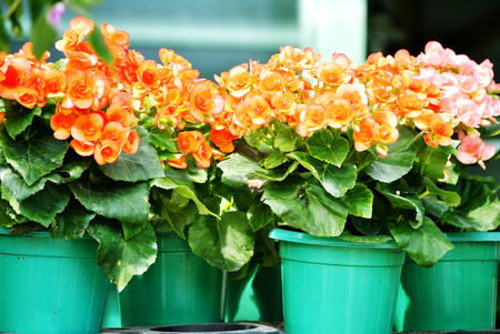 Colorful flowers in green potの写真素材