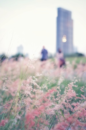 Pink grass flowers in the park.の写真素材