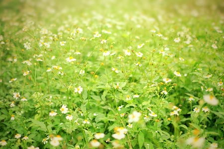 Little yellow star flowerの写真素材