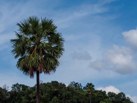 toddy palm tree and blue skyの写真素材
