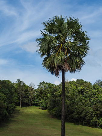 toddy palm tree and blue skyの写真素材