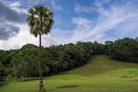 sugar palm tree on the small hill in a cloudy dayの写真素材