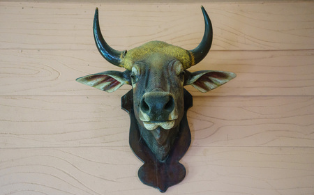 dead wild ox's head on wall in houseの写真素材