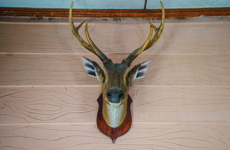 dead deer's head on wall in houseの写真素材