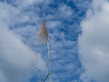 blew tree with blue sky backgroundの写真素材