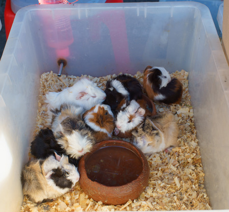 hamster in box,hamster shop, fair in urban of  Thailand such as Loy Kra Thong fair occurred ten days in  twelfth lunar month, new year festival , anniversary establishedの写真素材