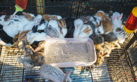 baby rabbit in urban fair of Thailand such as Loy Kra Thong fair occurred ten days in  twelfth lunar month, new year festival , anniversary establishedの写真素材
