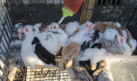 baby rabbit in urban fair of Thailand such as Loy Kra Thong fair occurred ten days in  twelfth lunar month, new year festival , anniversary establishedの写真素材