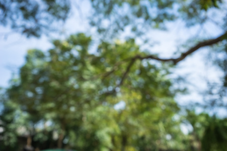 bottom up the tree , blur backgroundの写真素材
