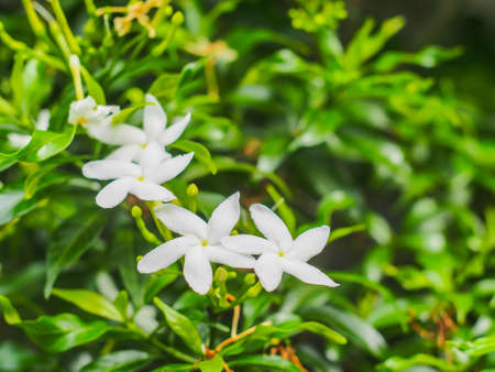white flower, Jasmine, selective focusの写真素材