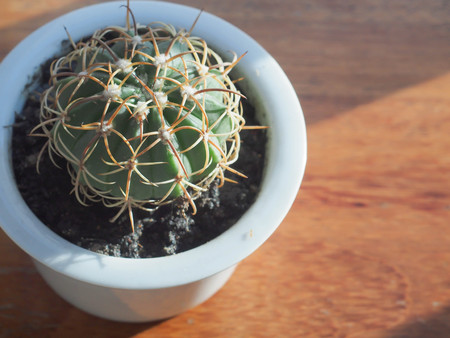 sunshine on cactus in ceramic pot  ,blur wooden backgroundの写真素材