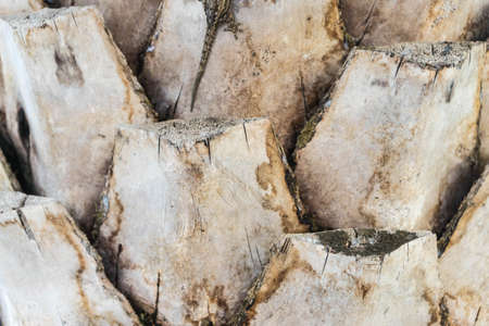 trunk of palm ,close up