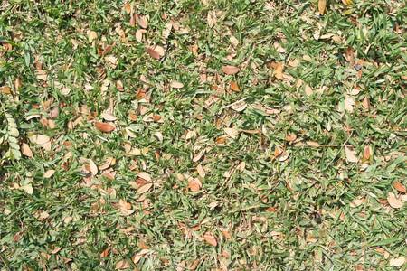 dry leaf and grass backgroundの写真素材