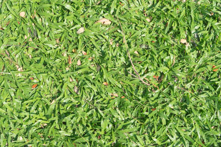 dry leaf and grass backgroundの写真素材