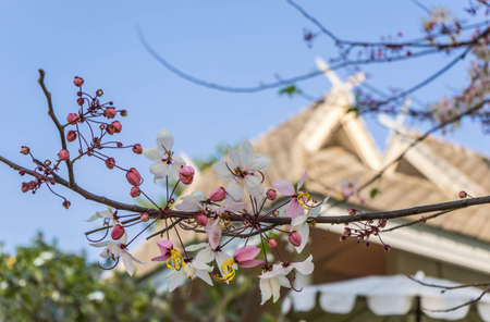 white and pink  flower on the tree, roof backgroundの写真素材