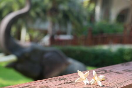 Indian cork tree, blur garden backgroundの写真素材