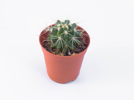 cactus in mini plastic pot, white backgroundの写真素材