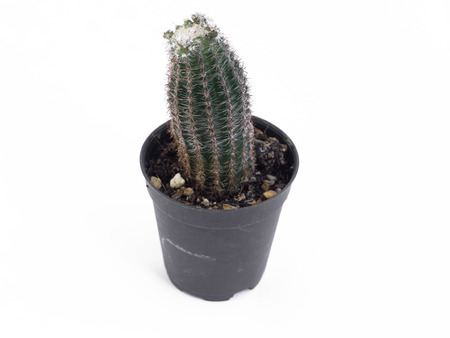 cactus in mini plastic pot, white backgroundの写真素材