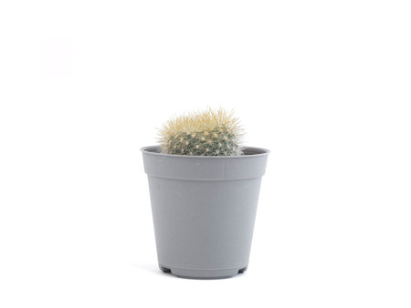 cactus in mini plastic pot, white backgroundの写真素材