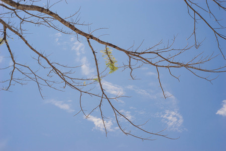 dry branch with a few green leaf , blue sky backgroundの写真素材