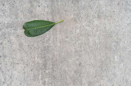green leaf on cement backgroundの写真素材