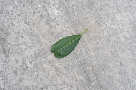 green leaf on cement background