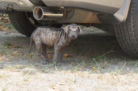 baby mangy dog hide under car and look to meの写真素材