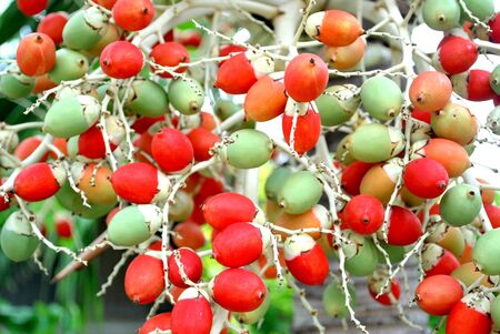 Betel nut in Thailand