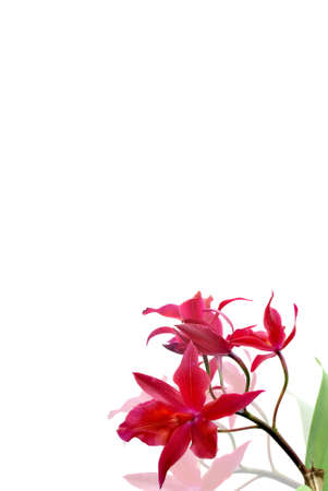 Tropical orchidの写真素材