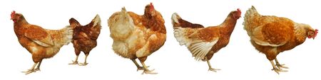 Chicken egg breeding Find your own natural food on white background.(with Clipping Path).の写真素材