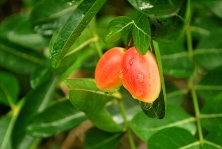 Bengal-Currants Helps to repair the body and helps to cure diseases.の写真素材