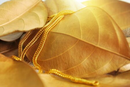 The gold neck weighs about 0.5 grams on the dry leaves.の写真素材