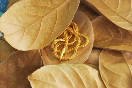 The gold neck weighs about 0.5 grams on the dry leaves.の写真素材