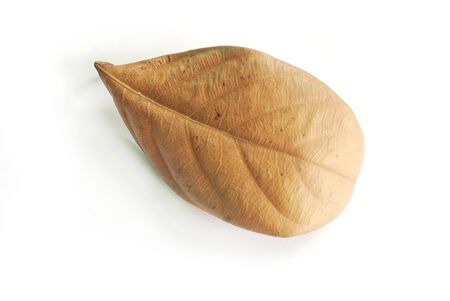 Dry leaf on white background