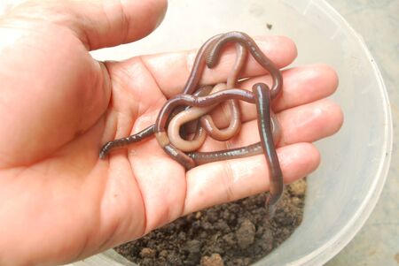 Earthworm fertilizer for agriculture to nourish the soil.