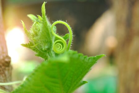 Growth of cucumber plants.Cultivation of Thai Cucumbers.の写真素材