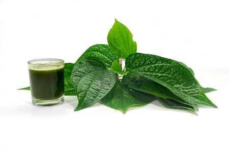 Chaplo leaves on white background.の写真素材