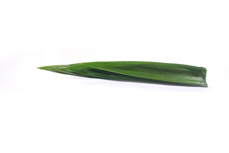 Pandan on a white background.の写真素材