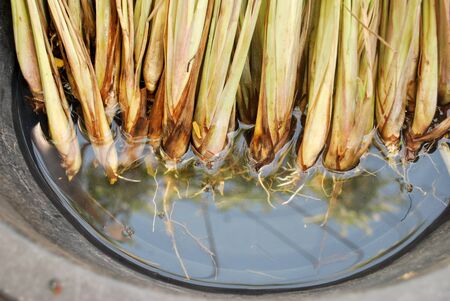 Lemongrass roots break apart after soaking in the water for 7 days.の写真素材