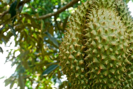 The cultivation of Mon Thong durian in tropical Thailand.