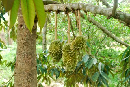 The cultivation of Mon Thong durian in tropical Thailand.