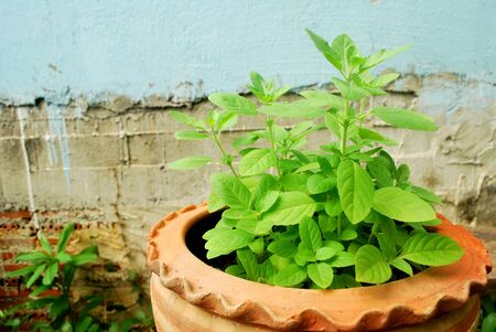 Thai basil planted for eating, non-toxic.;の写真素材