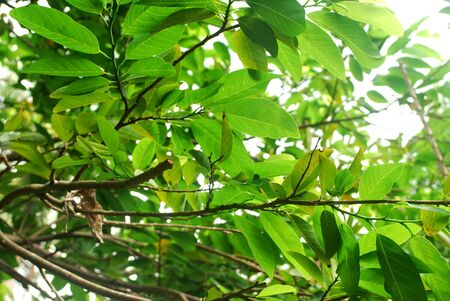 Fresh custard apple is extracted as an insect repellent.;
