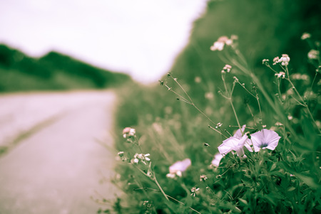 flowers by the road.の写真素材