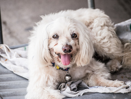 White poodle dogの写真素材