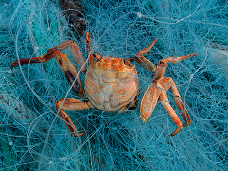 Red crab died in the fishing net